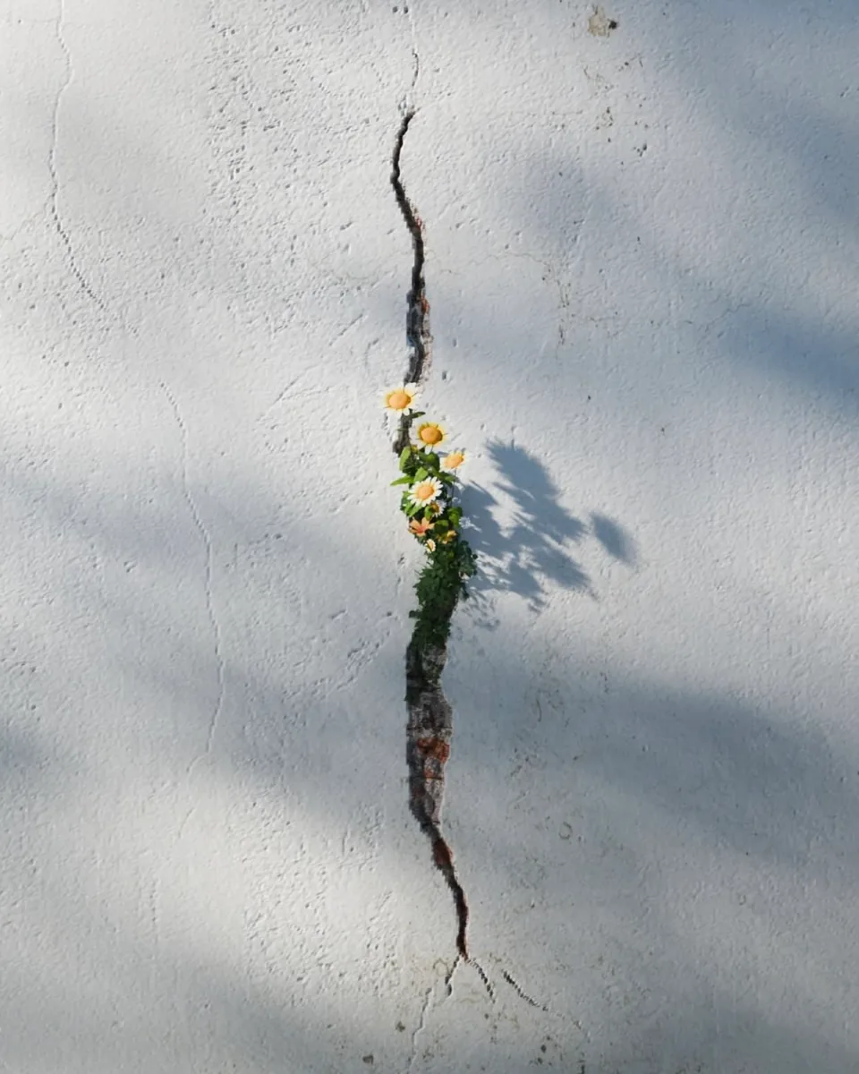 Flores brotando de uma rachadura numa parede branca